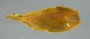 A taeni FMNH 76681 B lateral